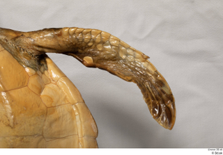 Turtle 8 leg 0029.jpg